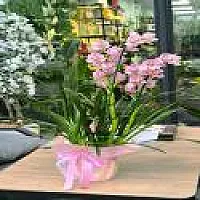 Cymbidium Orkide