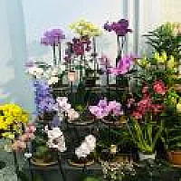 İthal Orkide Renkleri